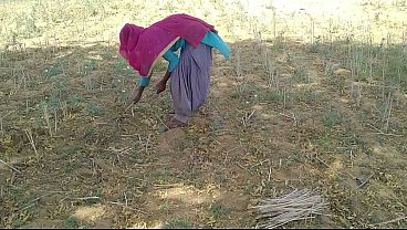 Desi Indian boyfriend fucked her while working in the field